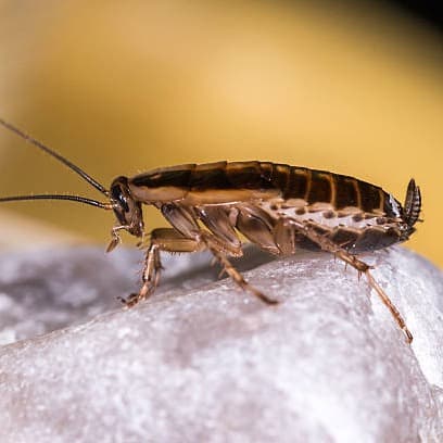 EXTERMINARE PLOSNITE DE PAT