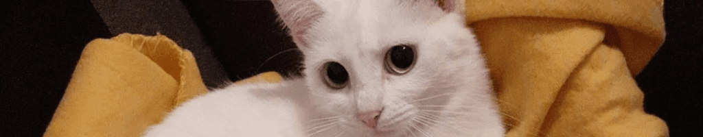 Background photo for Ioana-Ana -Maria P.