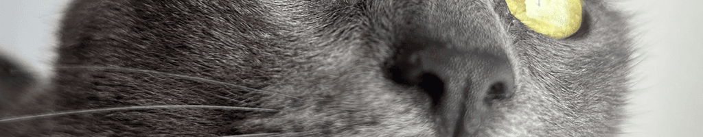 Background photo for karina h.