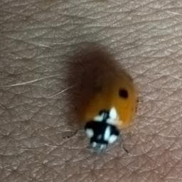 Andrei J poza de pe Taskuri.ro