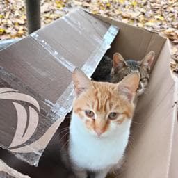 Alexandru F poza de pe Taskuri.ro