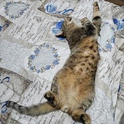 Allex A poza de pe Taskuri.ro