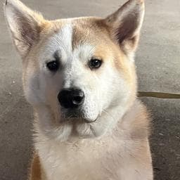 andrei M poza de pe Taskuri.ro