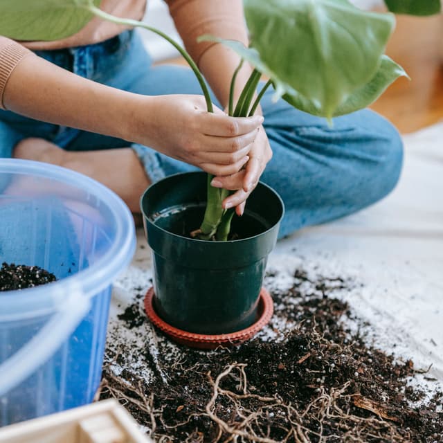 Repotting – schimbare substrat și replantare