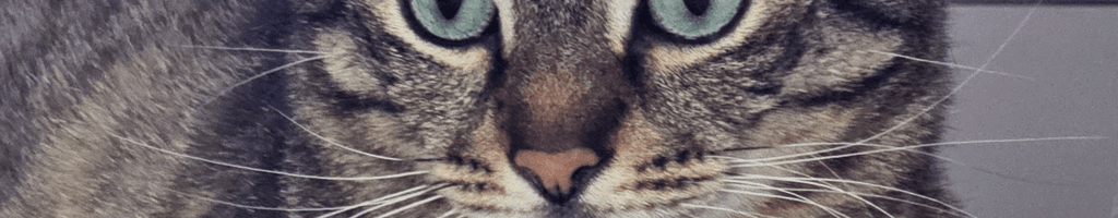 Background photo for Alin C.