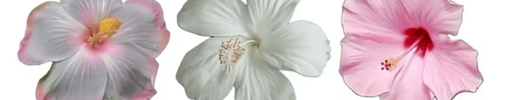 Background photo for Raluca G.