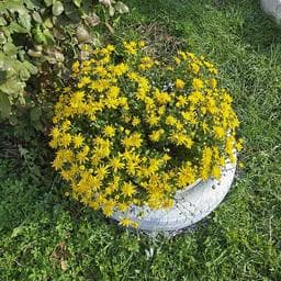 Profilul lui Alexandra M