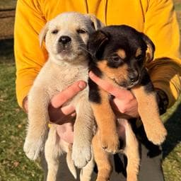 Mirela C poza de pe Taskuri.ro