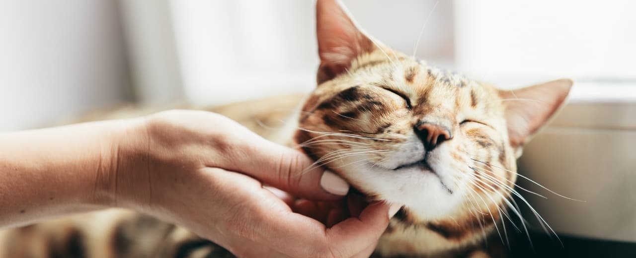 Pet Sitter în Aviatorilor București taskuri.ro